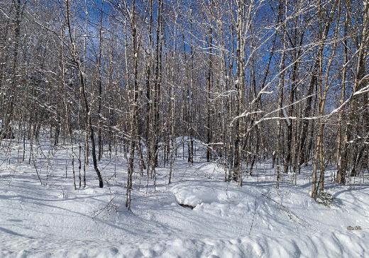 Terrain à vendre Mont-Laurier - T153349