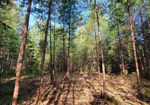 Terrain à vendre -  Ch. des Hirondelles, Lac Superieur, J0T 1J0