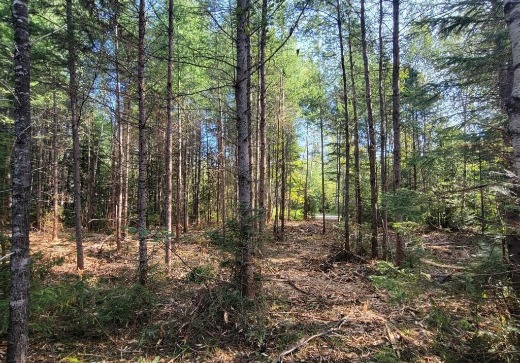 Terrain à vendre -  Ch. des Hirondelles, Lac Superieur, J0T 1J0