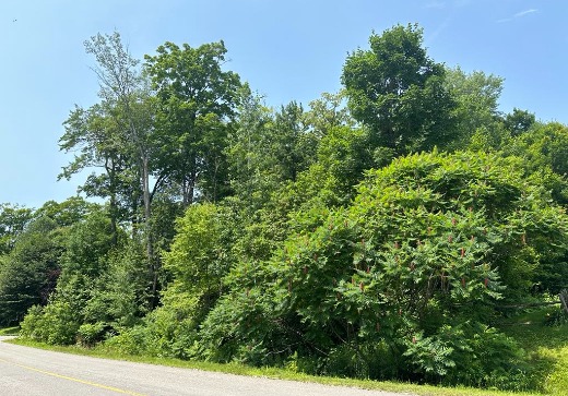 Terrain à vendre -  rue des Gentianes, Sainte-Sophie, J5J2X3
