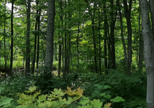 Land for Sale - 235 Rang 4 est, Saint-Anaclet-de-Lessard, G0K 1H0