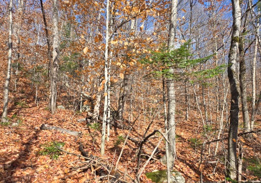 Land for Sale -  Ch. Bécaud, Saint-Calixte, J0K 1Z0