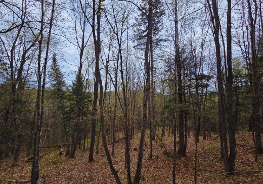 Terrain à vendre - 895 chemin Maskinongé, Boileau, J0V 1N0